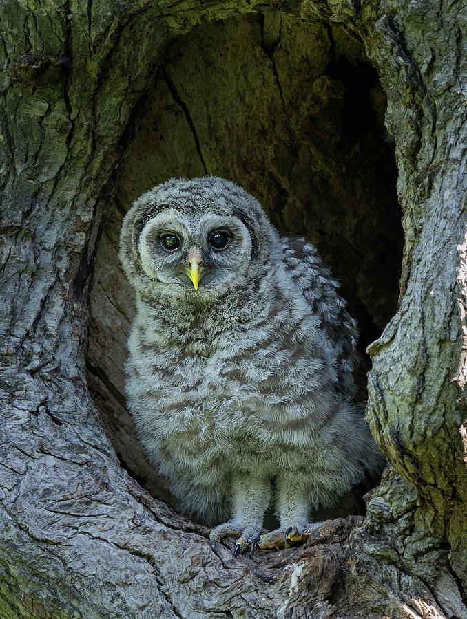 Baby Barred Owl Photograph by Puttaswamy Ravishankar