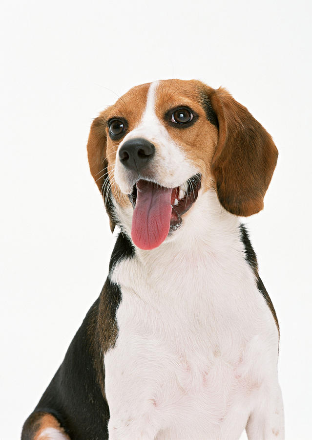 Beagle #4 Photograph by Imagenavi