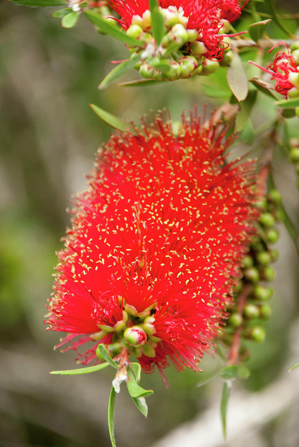 Beautiful bottle  brush  red flower  Photograph by Etiebia 