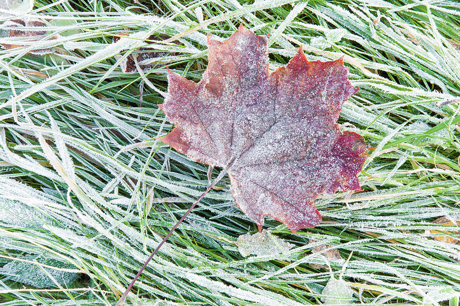 Beautiful, colorful, soft maple leaf has frozen in the meadow. #4 Photograph by FotoDuets