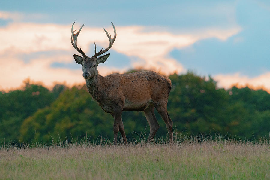 Beautiful red deer stag Photograph by Daniel Faisst - Fine Art America