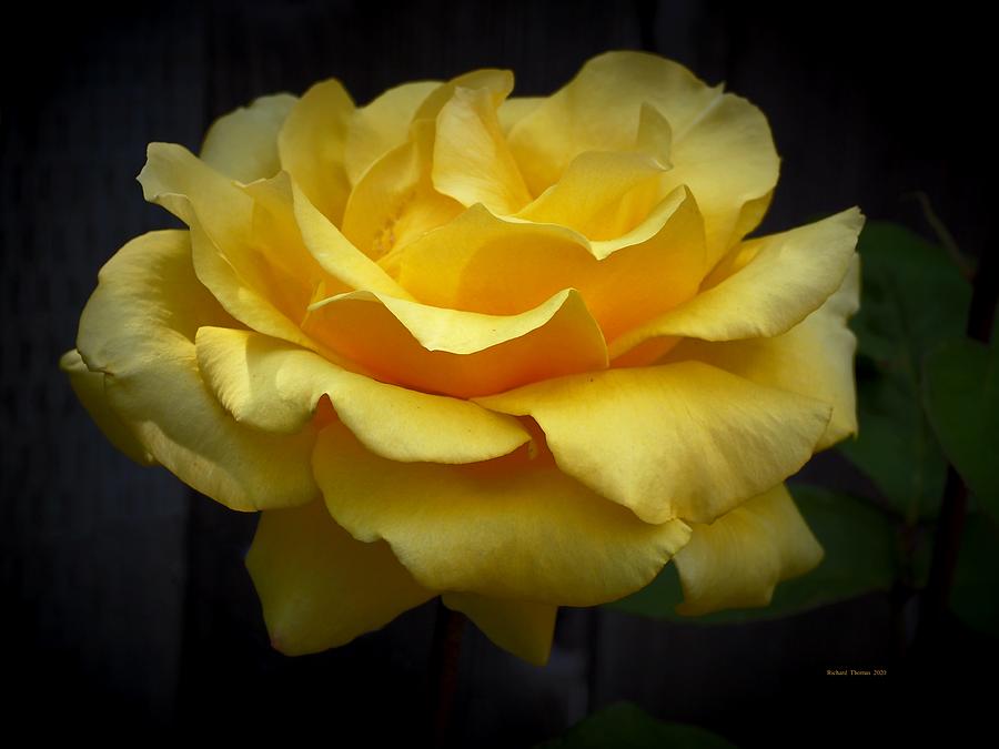 Beautiful Yellow Rose #4 Photograph by Richard Thomas