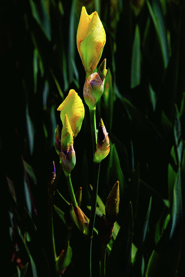 Before the Bloom #4 Photograph by David Patterson Before the Bloom #4 Photograph by David Patterson
