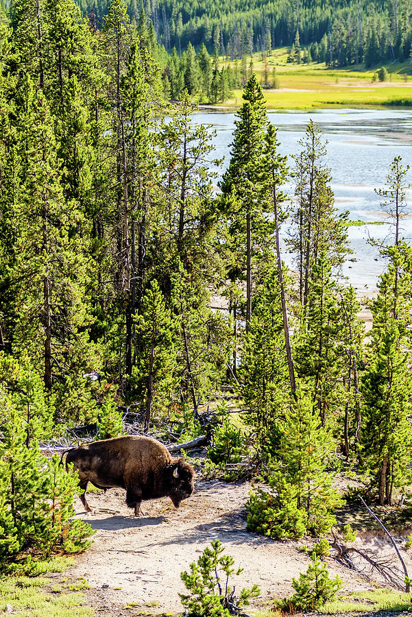 Bison Grazing On A Meadow In Yellowstone National Park #4 Photograph by Alex Grichenko