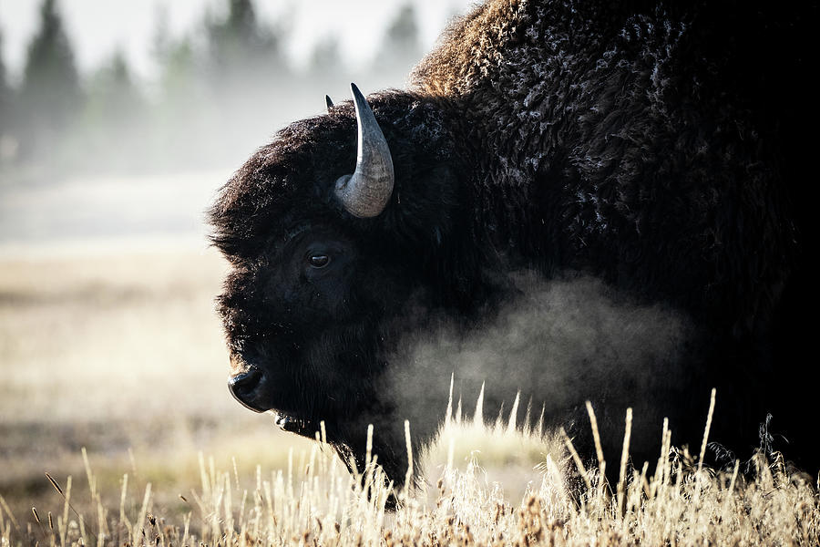 Bison Photograph - Bison #4 by Julie Argyle