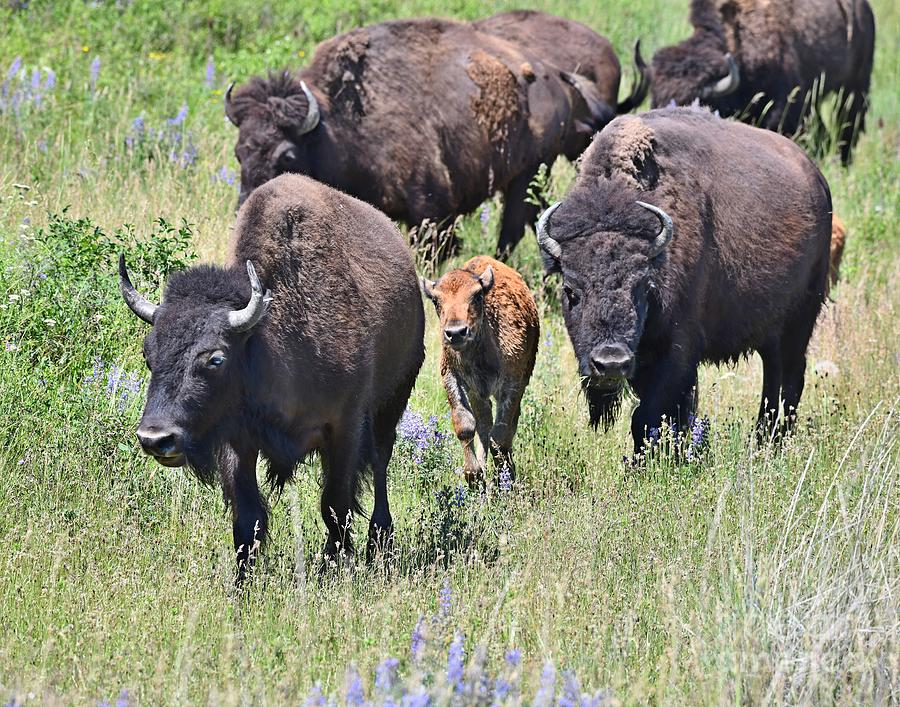 Bison on the Range #4 Photograph by Steve Brown