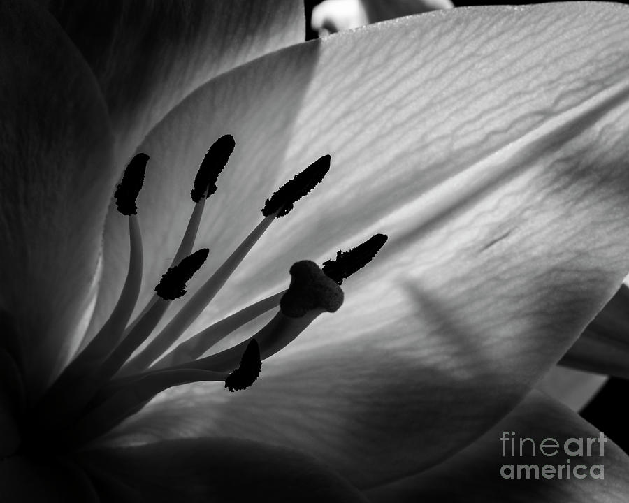 Black And White Flower #4 Photograph by Gunnar Orn Arnason