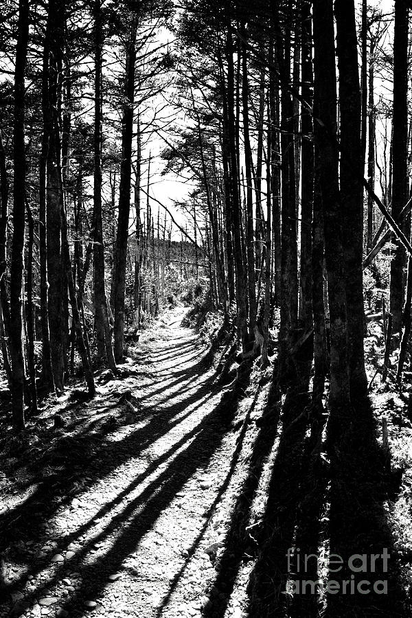 Black And White Trail #4 Photograph by Phil Perkins