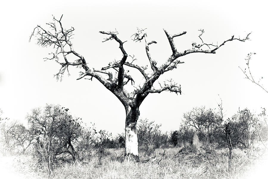 Black and White Tree Collector Edition #4 Photograph by Keith Carey