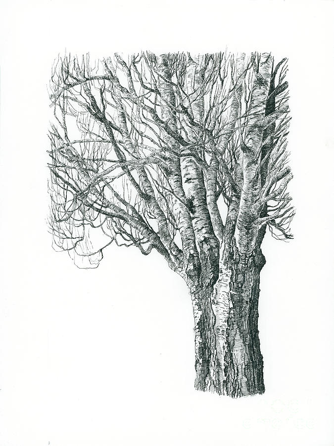 Black and white tree Drawing by Katarzyna Gagol - Fine Art America