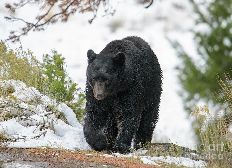 Black Bear #4 Photograph by Patrick Nowotny