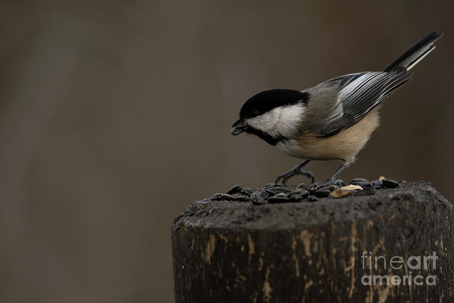 Black Capped Chickadee #4 Photograph by JT Lewis