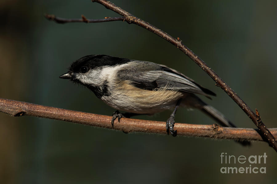 Black-Capped Chickadee on a branch #4 Photograph by JT Lewis
