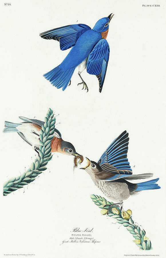 Audubon Birds Drawing - Blue-bird #4 by John James Audubon