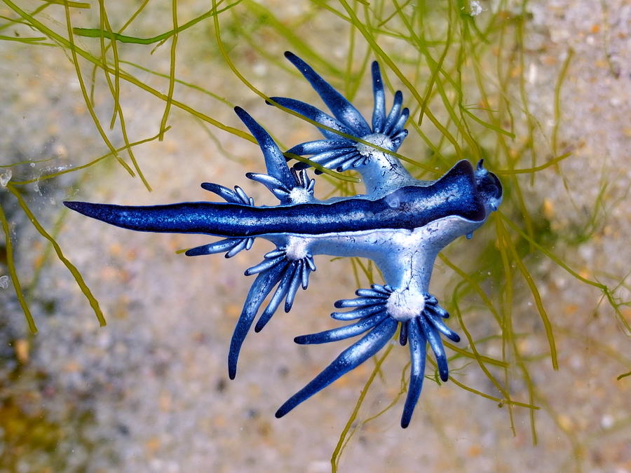 Blue Dragon, Glaucus Atlanticus, Blue Sea Slug #4 Photograph by S.Rohrlach
