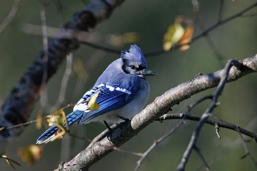 Blue Jay #4 Photograph by Brook Burling