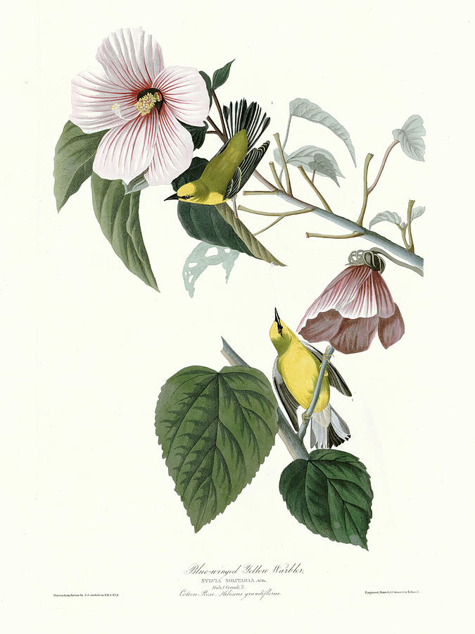 Audubon Birds Drawing - Blue-winged Yellow Warbler #3 by John James Audubon