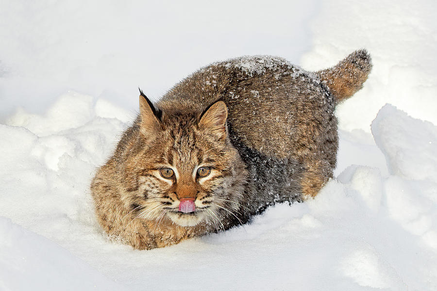 Bobcat in the Snow Photograph by Lorraine Matti - Fine Art America