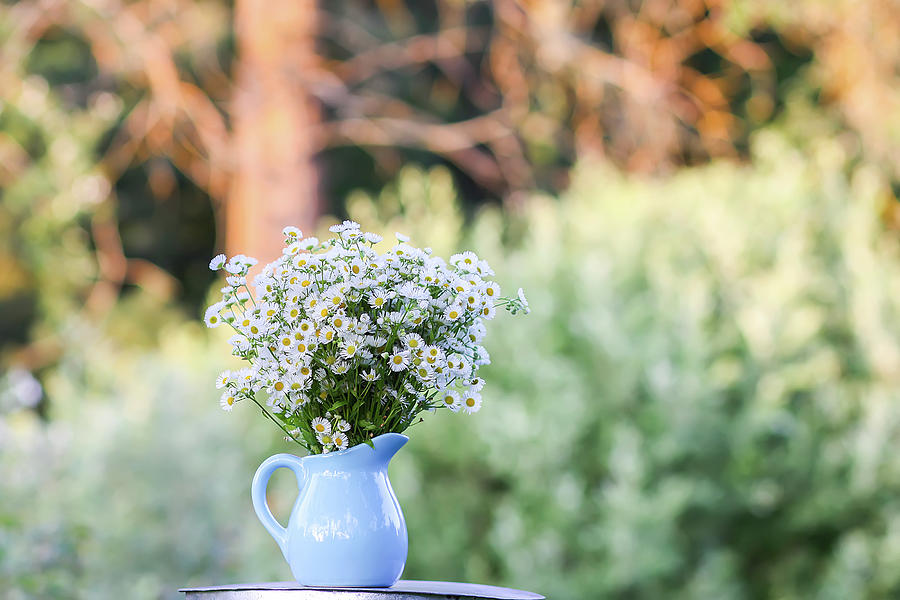 Daisy Photograph - Bouquet of small white daisy flowers in a blue ceramic vase #4 by Olga Strogonova