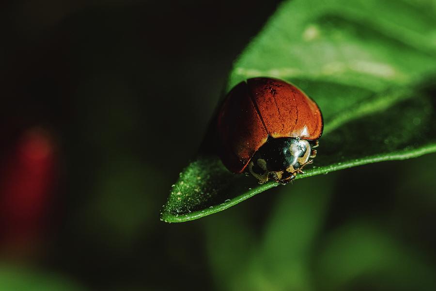 Brazilian Spotless Ladybug Photograph by Rubens Borges Medeiros de ...