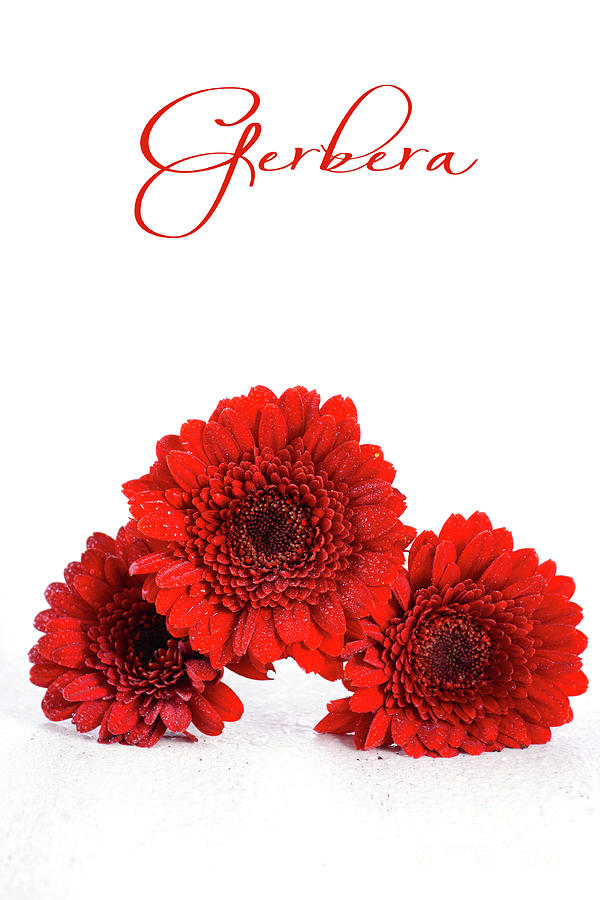 Bright red gerbera daisy flowers #4 Photograph by Milleflore Images