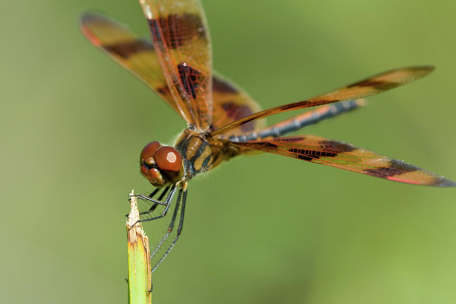 Nature Photograph - Brown Dragonfly #4 by Celso Diniz