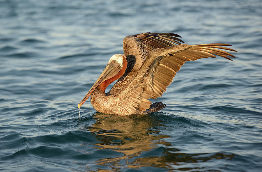 Brown Pelican, Pelecanus Occidentalis, Elizabeth Bay, Isabela Island, Galapagos Islands, Ecuador Photograph