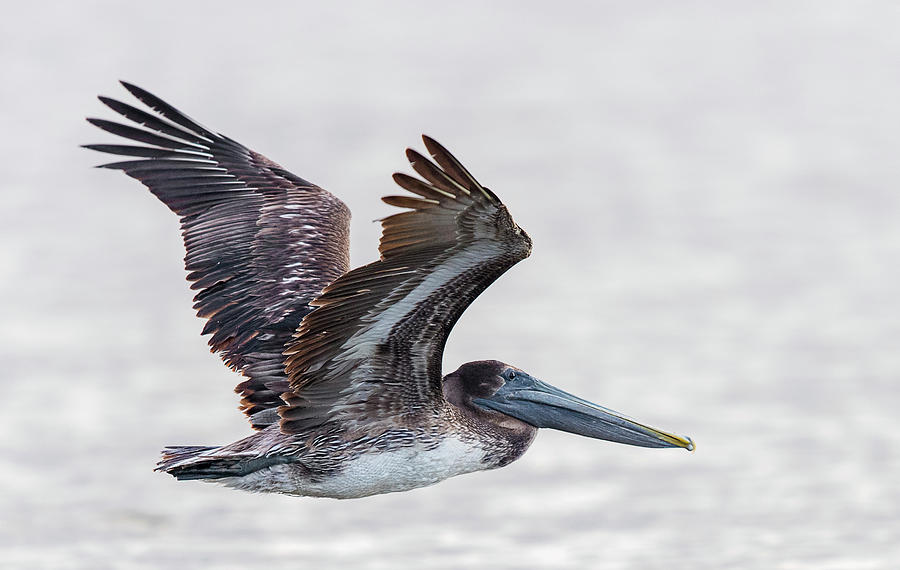 Brown Pelican In Flight Photograph By Puttaswamy Ravishankar - Fine Art 