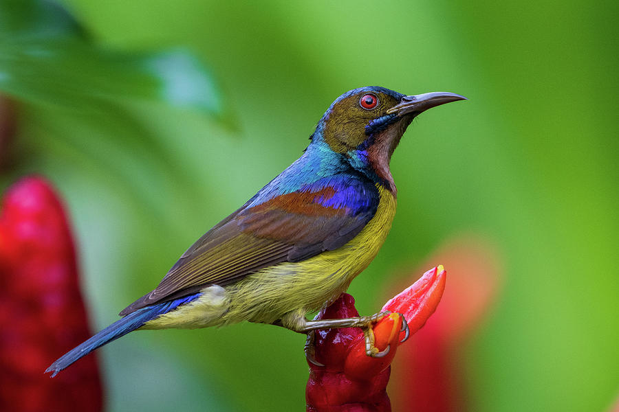 Brown-Throated Sunbird Photograph by Travelling Fatman - Fine Art America