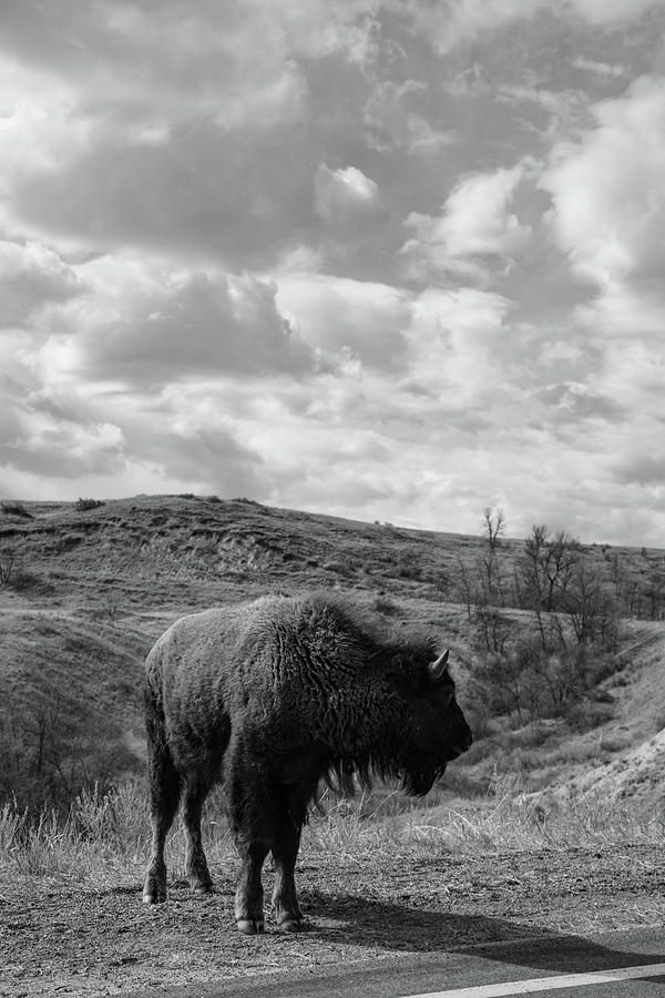 Buffalo with clouds at Theodore Roosevelt National Park in North Dakota in black and white #4 Photograph by Eldon McGraw