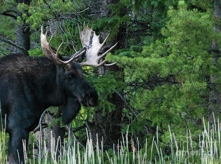 Bull Moose #4 Photograph by Patrick Nowotny