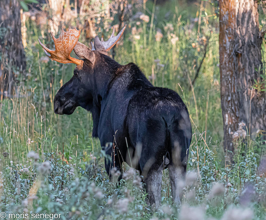 Bull moose, Wilson, WY #4 Photograph by Moris Senegor