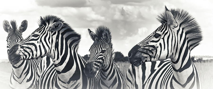 Burchelles Zebra #5 Photograph by Keith Carey