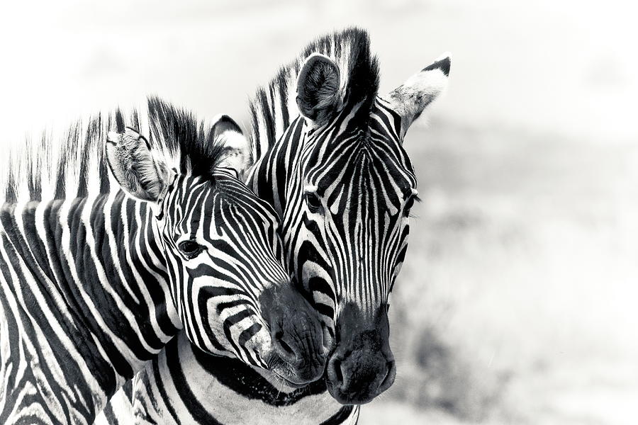 Burchells Zebra #5 Photograph by Keith Carey