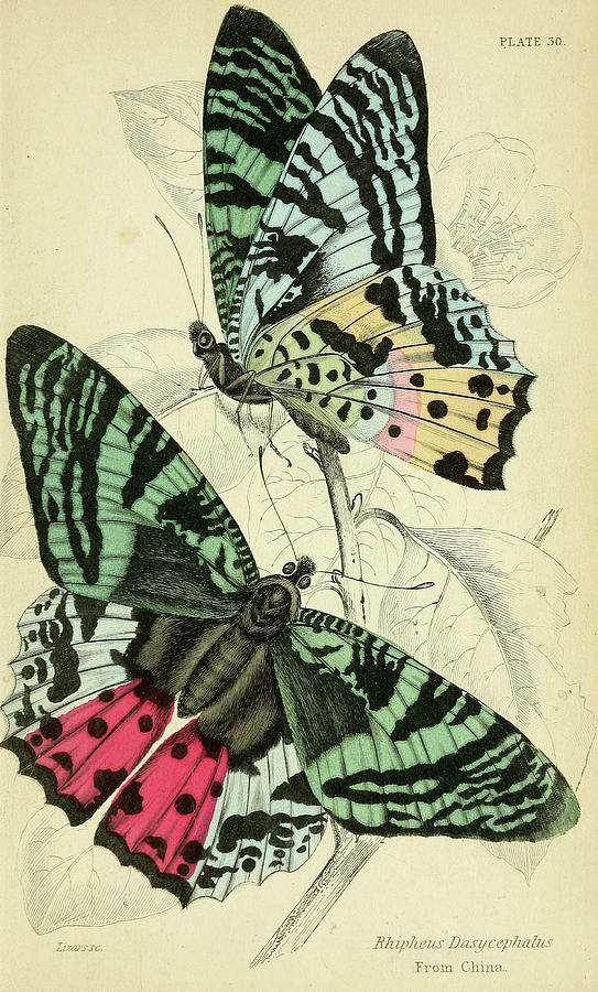 Butterflies. William Jardine #4 Mixed Media by World Art Collective