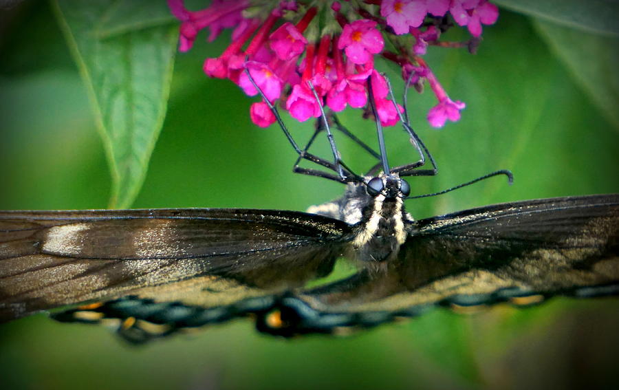 Butterfly #4 Photograph by Caryn La Greca