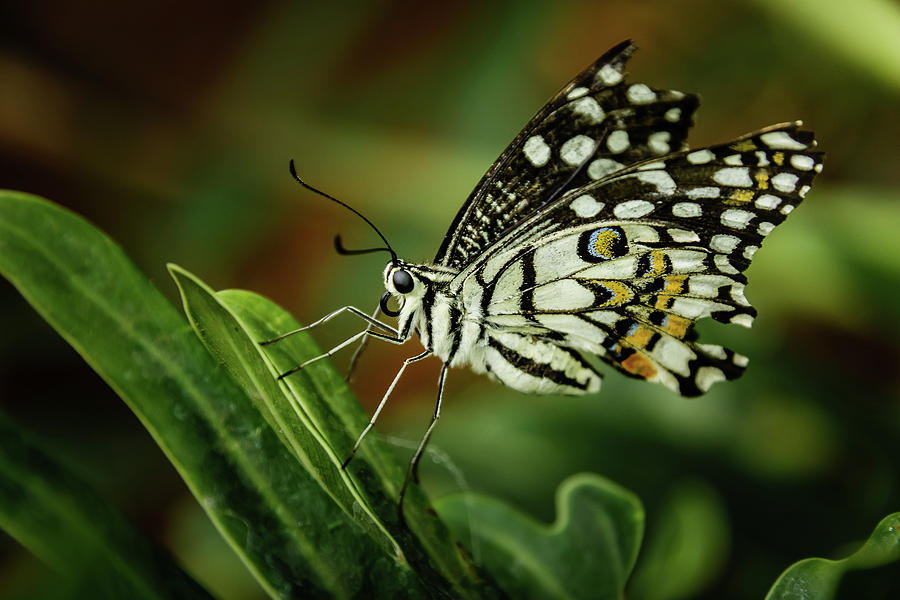 Butterfly on a leaf #4 Photograph by SAURAVphoto Online Store