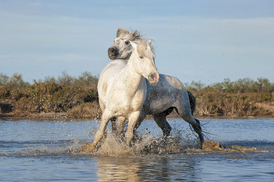Camargue horses #4 Photograph by Gabrielle Therin-Weise
