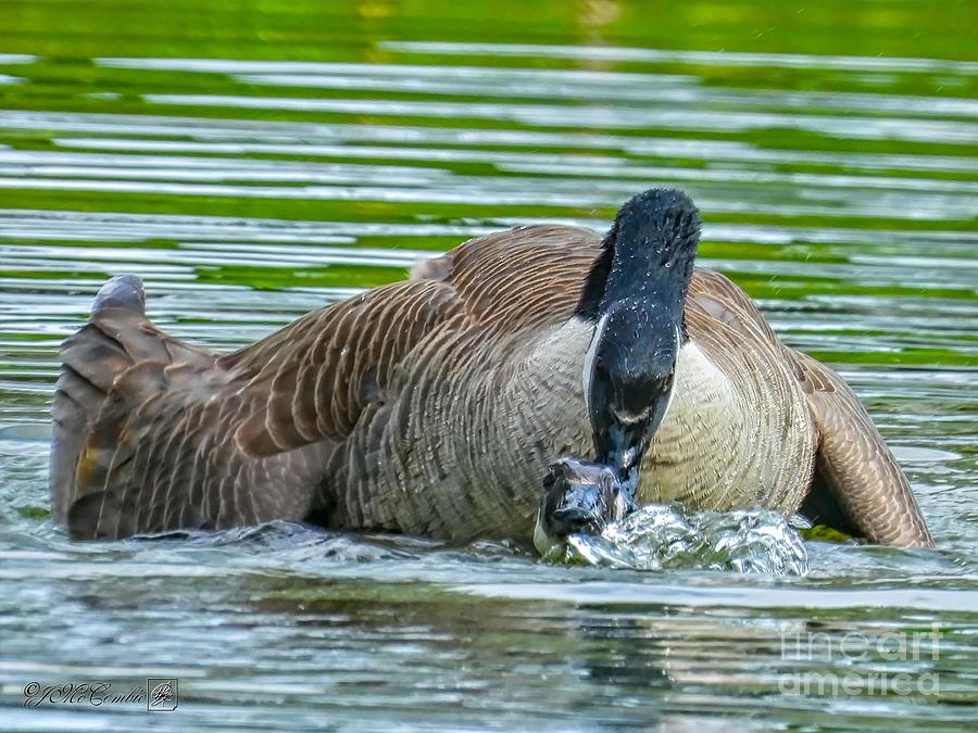 Canada Goose Couple #3 Photograph by J McCombie