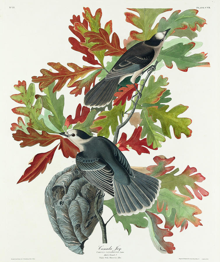 Audubon Birds Drawing - Canada Jay #4 by John James Audubon
