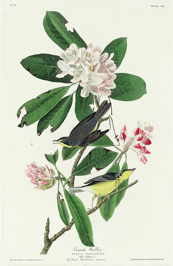 Audubon Birds Drawing - Canada Warbler #4 by John James Audubon