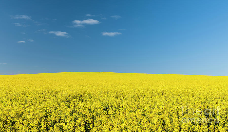 Canola Field #4 Photograph by THP Creative