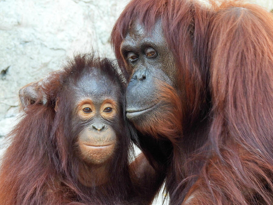 Captive mother and baby orangutan in Tampa, Florida Photograph by Lisa ...