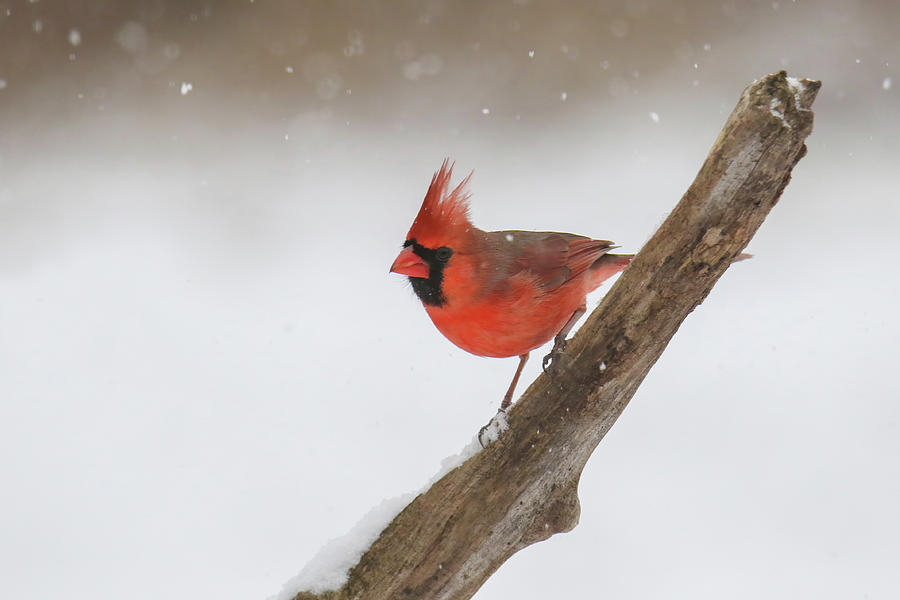 Cardinal #4 Photograph by Brook Burling