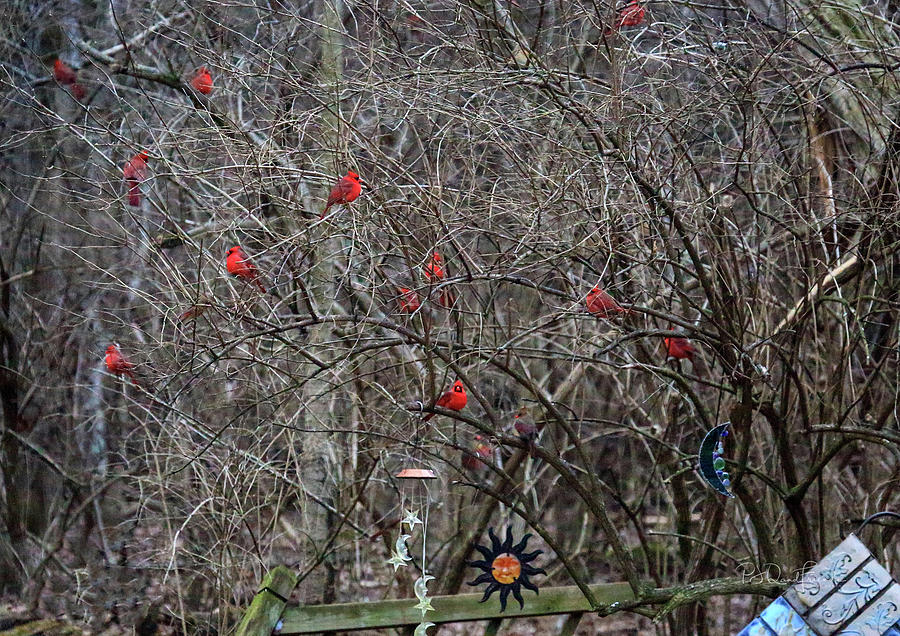 Cardinals Galore #4 Photograph by PJQandFriends Photography