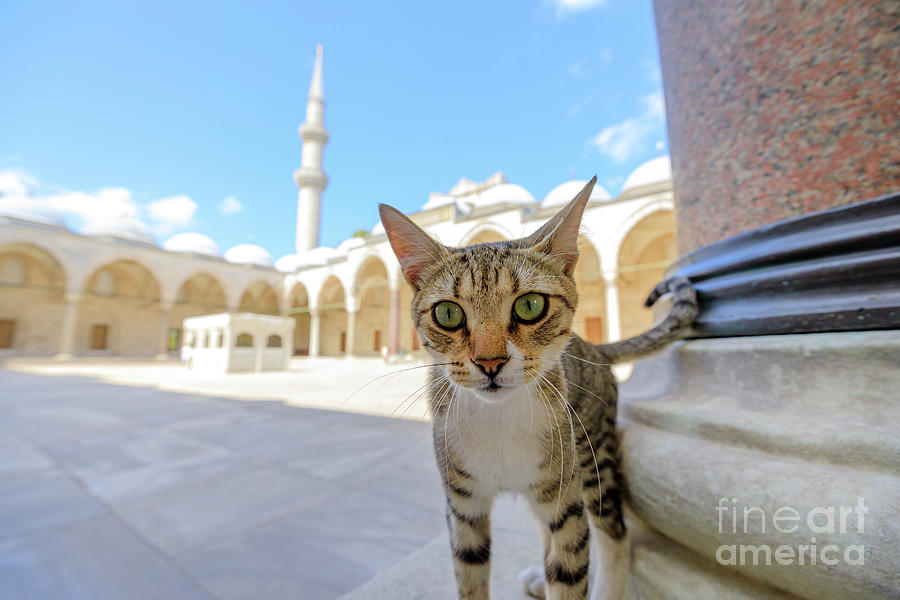 cat in Suleymaniye Mosque of Istanbul Turkey #4 Digital Art by Benny Marty