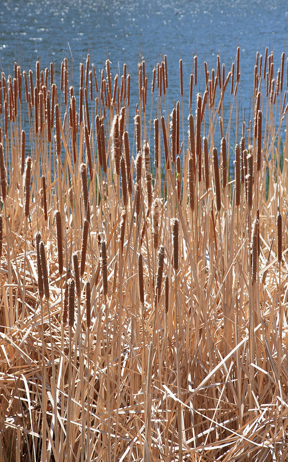 Cattails Typha Latifolia 2020050700005 Photograph by Robert Braley ...