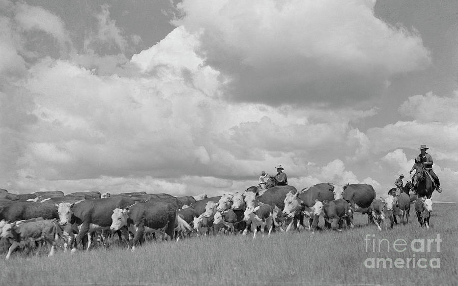 Cattle Drive, 1939 #4 Photograph by Arthur Rothstein