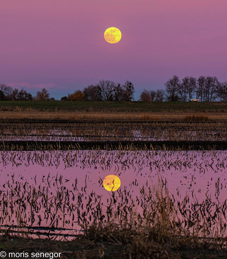 Central Valley Moon Rise #4 Photograph by Moris Senegor