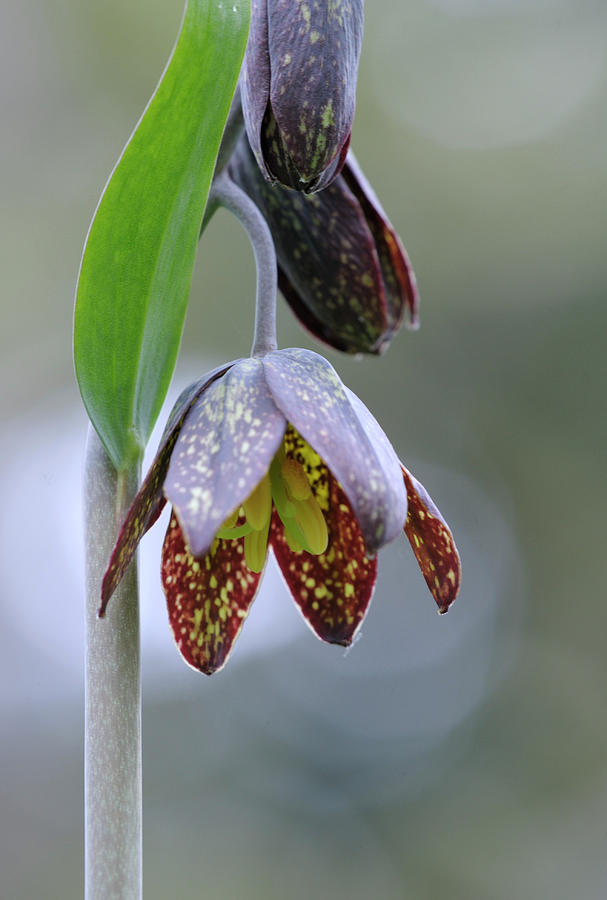 Chocolate Lily Fritillaria affinis, Cowichan Valley, Vancouver Island, British Columbia #4 Photograph by Kevin Oke